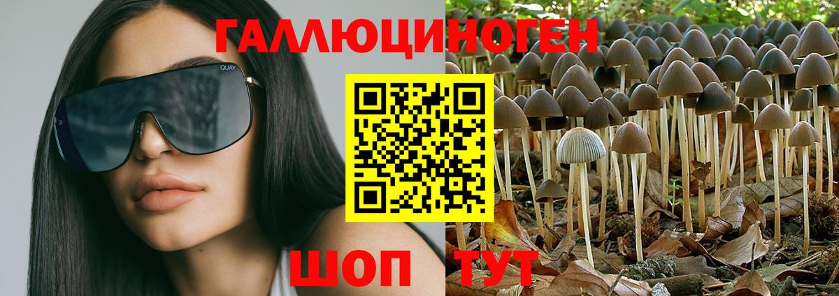 Псилоцибиновые грибы Psilocybine cubensis Вольск